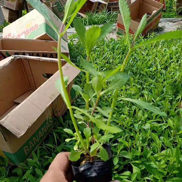 南美柳叶马鞭草  柳叶马鞭草基地  马鞭草花海工程苗