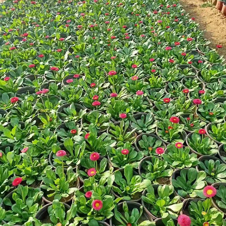 铭瀚  苗圃供应雏菊  多用于作园林观赏