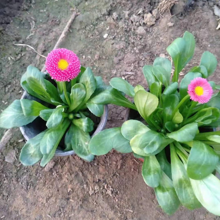 铭瀚  雏菊基地  花朵整齐，色彩明媚素净