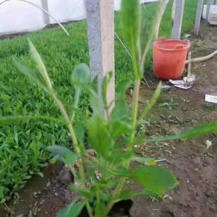 铭瀚  马鞭草基地  耐旱能力强