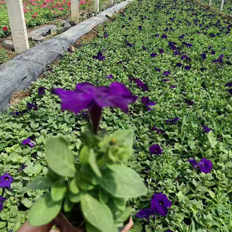 铭瀚  矮牵牛价格  可打造花海