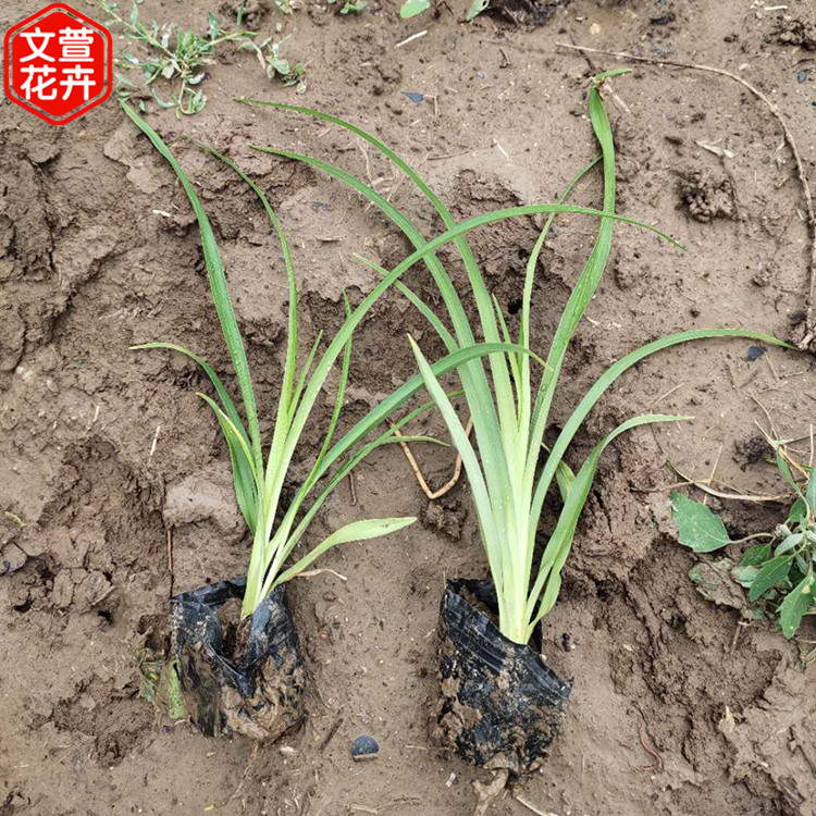 大量供应金娃娃萱草 大花萱草 红宝石萱草苗 庭院 道路 公园绿化
