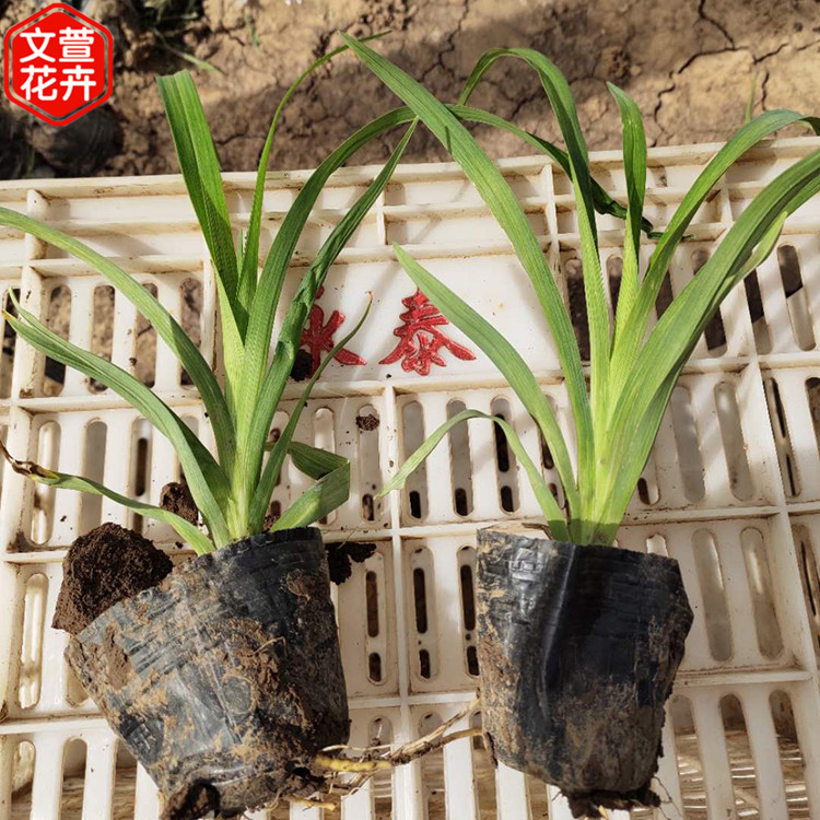 大花萱草 基地种植 文萱 大花萱草批发