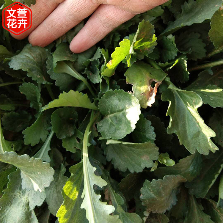 大滨菊小苗 适宜观赏 山东草花种植基地 苗圃供应