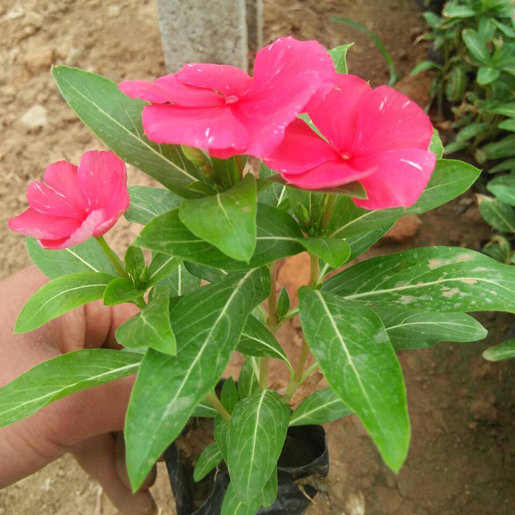 欣彤  天天开小苗基地  四季常绿