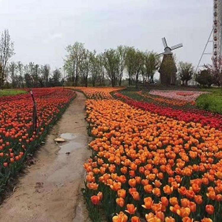 郁金香种植基地  郁金香小苗  大型而艳丽