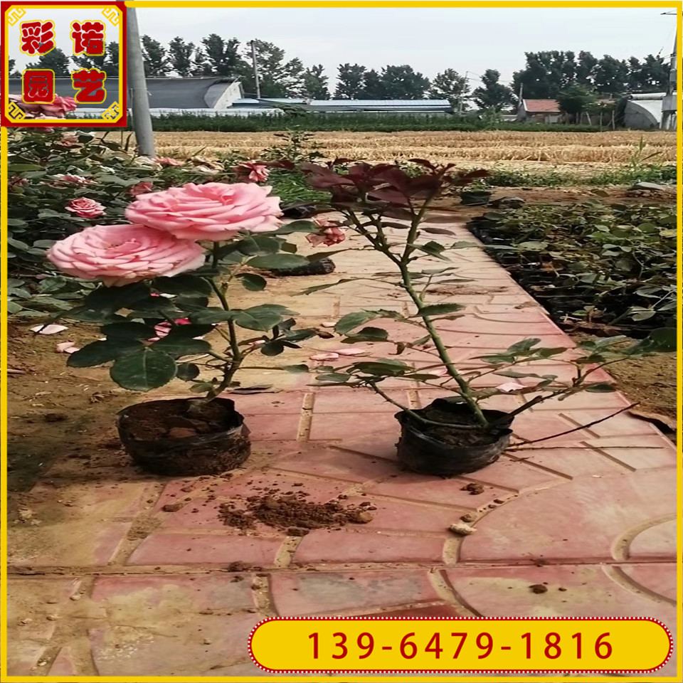 盆栽粉花月季小苗批发 15公分大花月季花苗基地大红帽月季供应