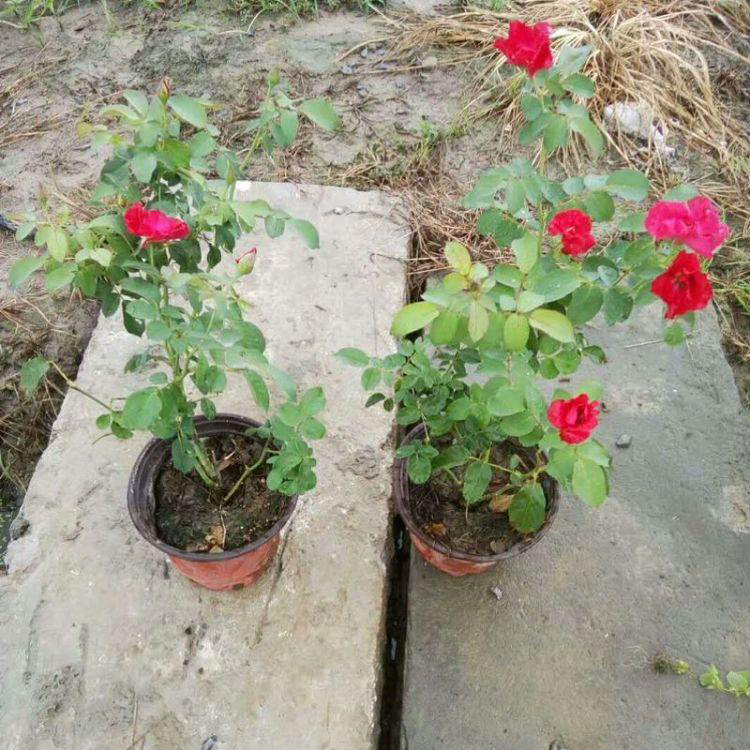 庭院月季工程绿化用苗 批发多花色大花品种月季苗 夏杰花卉 定金发货