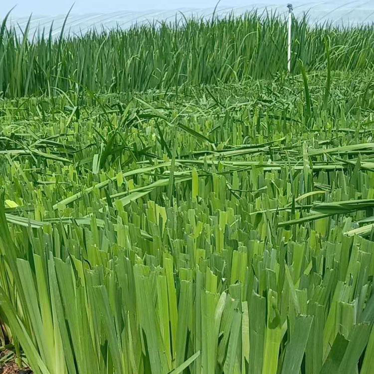 工程绿化菖蒲苗 室外水生水培植物菖蒲 夏杰花卉 无中间商
