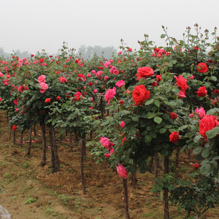 月季工程苗批发价 庭院盆栽观花月季植物 夏杰花卉 无中间商