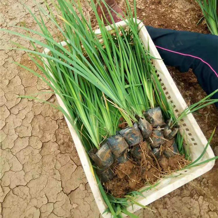 水生植物菖蒲袋苗 基地金边石菖蒲 夏杰花卉 基地种植
