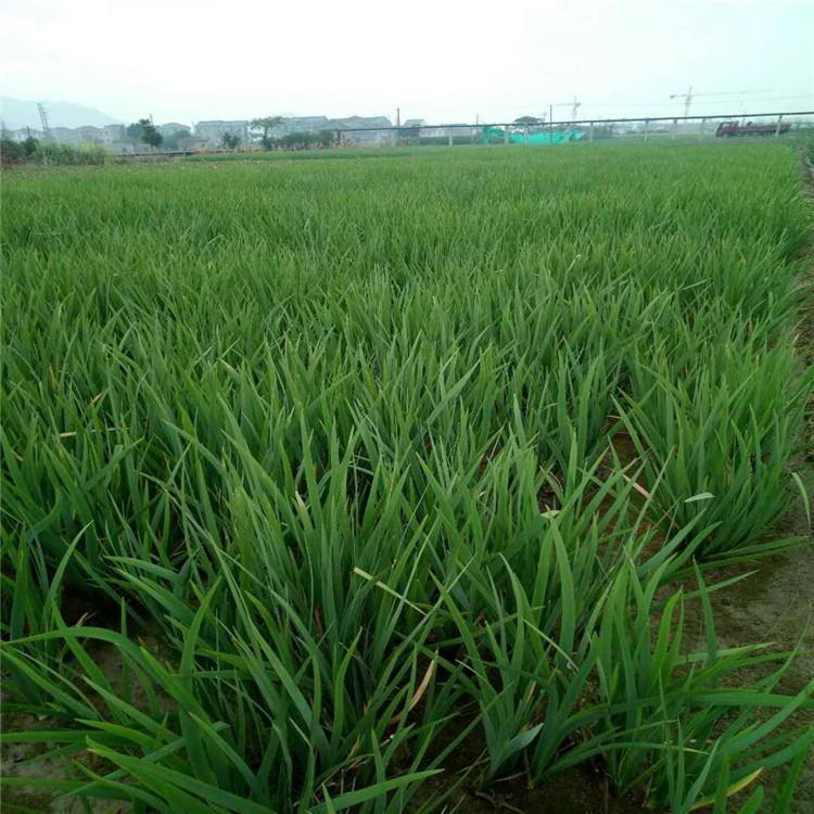批发供应菖蒲苗 水生植物菖蒲小苗 夏杰花卉 苗圃供应