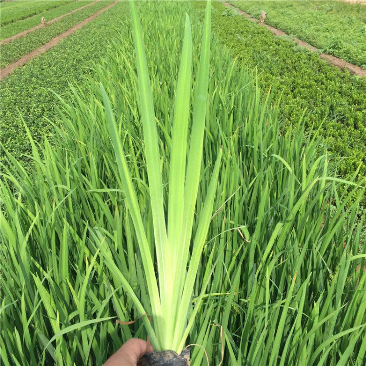 批发直供菖蒲 水生植物菖蒲小苗 夏杰花卉 无中间商