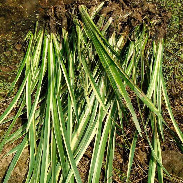水生植物菖蒲袋苗 水生植物菖蒲 夏杰花卉 道路绿化