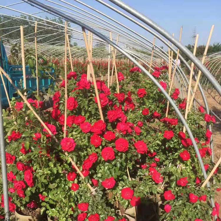 出售月季稀有品种 多色大花月季价格 夏杰花卉 苗圃供应