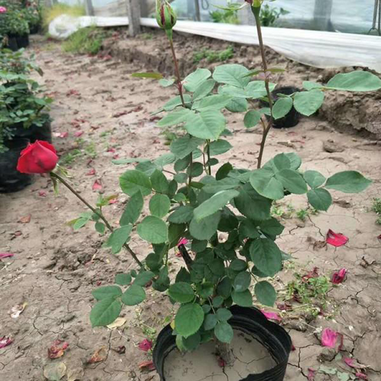 月季品种量大价优 批发多花色大花品种月季苗 夏杰花卉 道路绿化