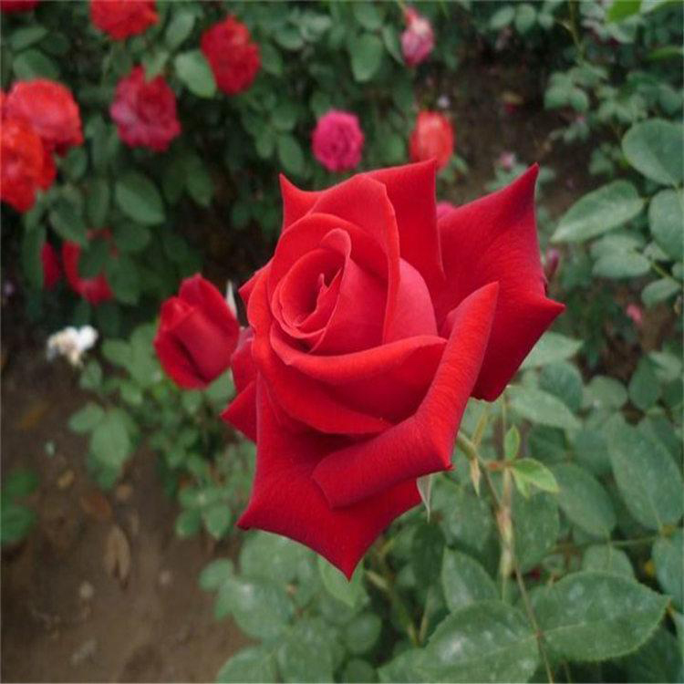 品种月季阳台种植 庭院盆栽观花月季植物 夏杰花卉 园林批发