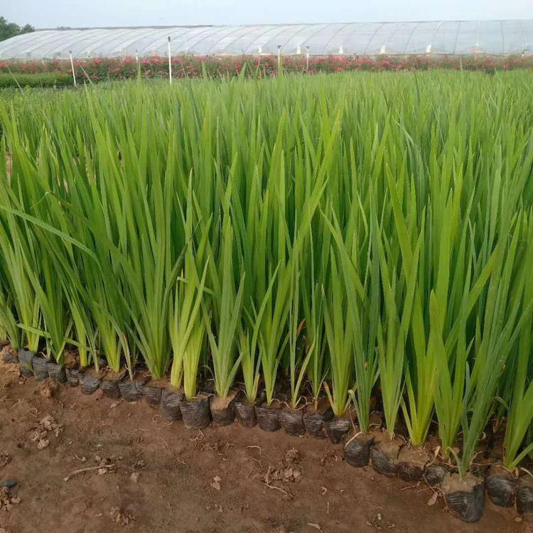 工程绿化菖蒲苗 批发菖蒲货源充足 夏杰花卉 定金发货
