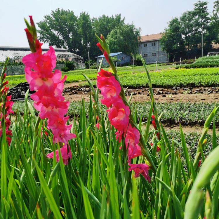 批发直供菖蒲 菖蒲小苗基地 夏杰花卉 基地种植