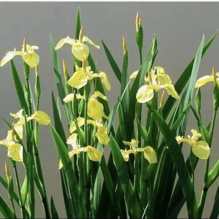 营养钵黄菖蒲价格 批发菖蒲货源充足 夏杰花卉 道路绿化