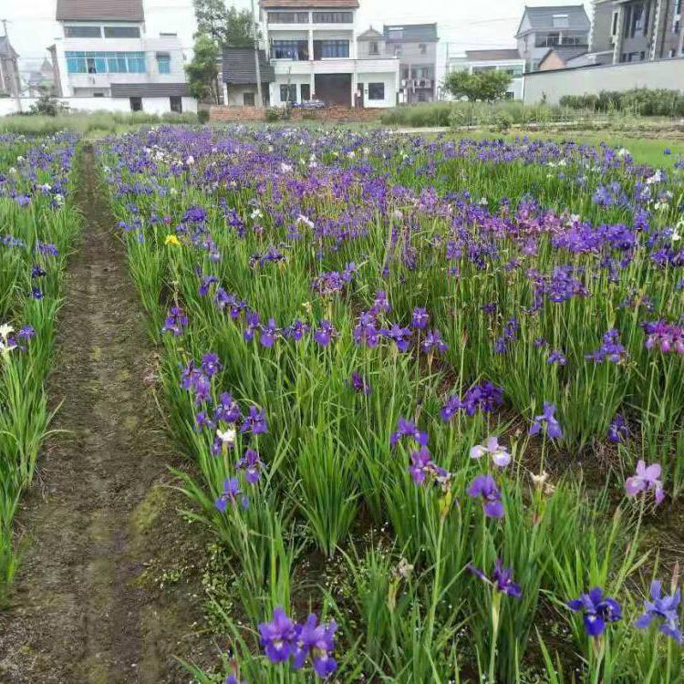 水生植物菖蒲袋苗 菖蒲苗圃基地 夏杰花卉 苗圃供应