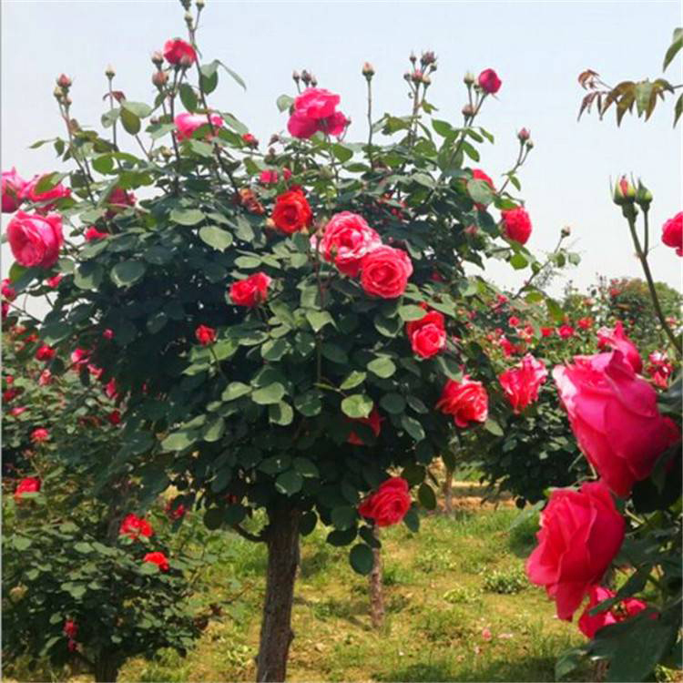 盆栽植物月季报价 月季树苗花壮好成活 夏杰花卉 绿化花木