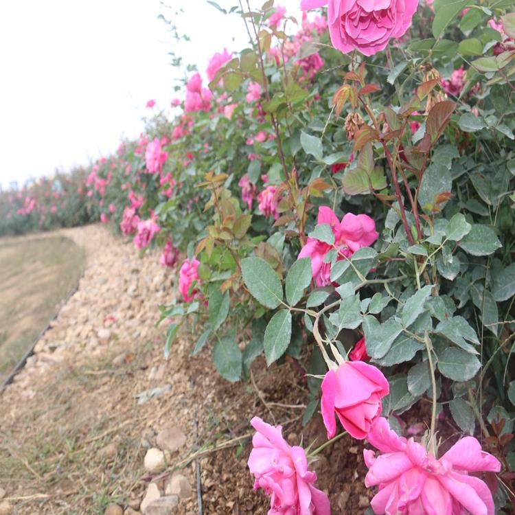 公园景观绿化月季花 大花月季基地销售 夏杰花卉 基地常年批发
