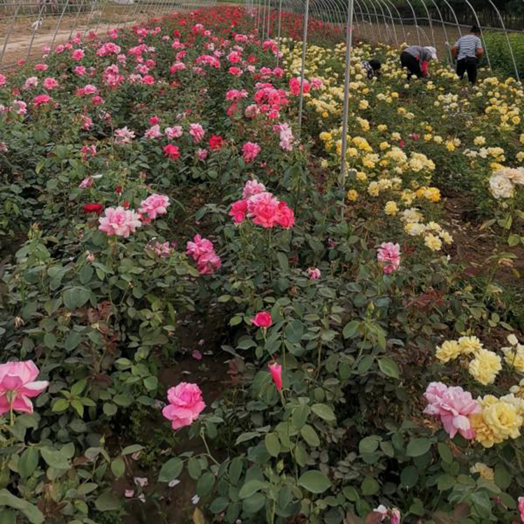 盆栽植物月季报价 新品种月季供应 夏杰花卉 苗圃供应