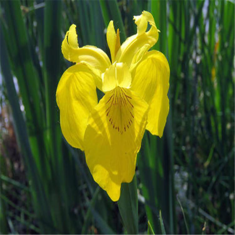 多年生菖蒲种苗 绿化工程菖蒲苗 夏杰花卉 无中间商