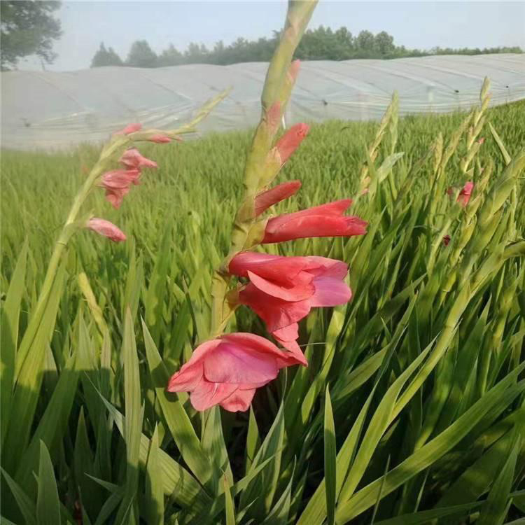 批发直供菖蒲 河边绿化金边石菖蒲 夏杰花卉 基地发货