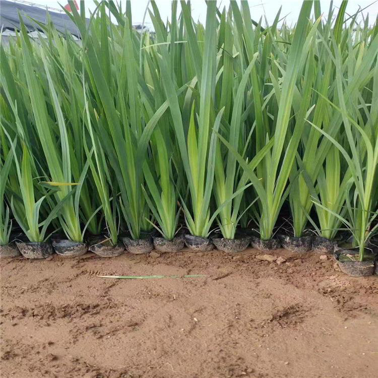 园林景观绿化供应菖蒲 黄菖蒲水生植物基地 夏杰花卉 基地种植