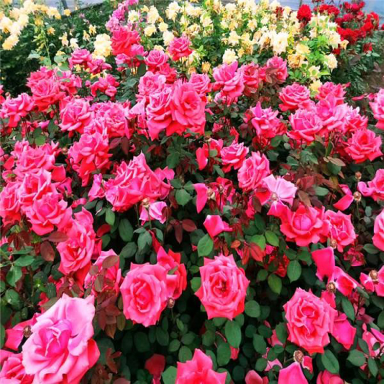 节日礼花品种月季 杯装盆栽月季花批发 夏杰花卉 货到付款