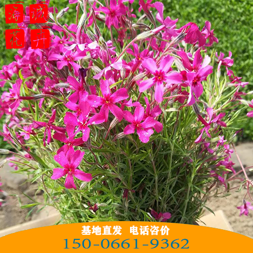 新疆福禄考批发芝樱花 青州绿化草花苗木种植基地