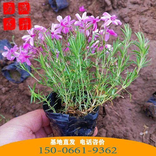 黑龙江福禄考批发芝樱花 青州绿化草花苗木种植基地