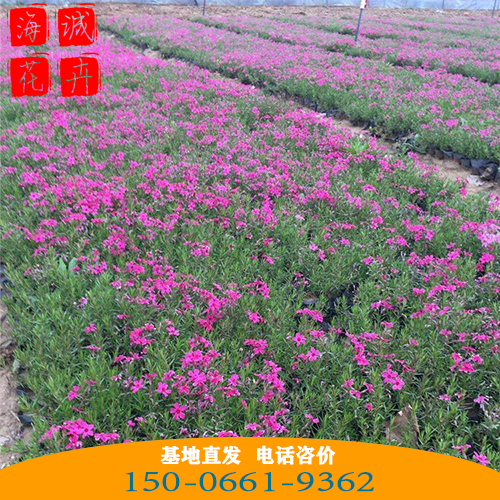 上海福禄考批发芝樱花 青州绿化草花苗木种植基地