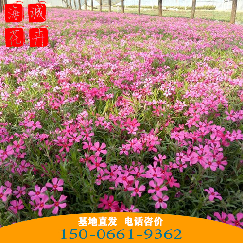 云南福禄考批发芝樱花 青州绿化草花苗木种植基地