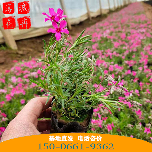 天津福禄考批发芝樱花 青州绿化草花苗木种植基地