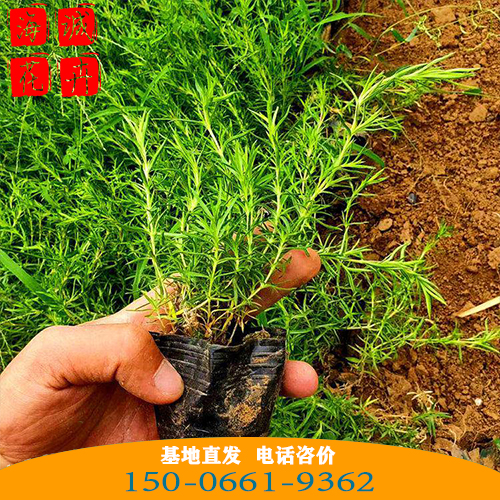 宁夏福禄考批发芝樱花 青州绿化草花苗木种植基地