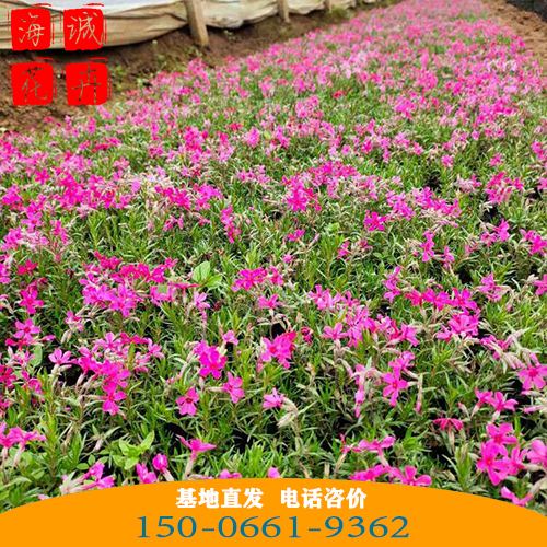 福建福禄考批发芝樱花 青州绿化草花苗木种植基地