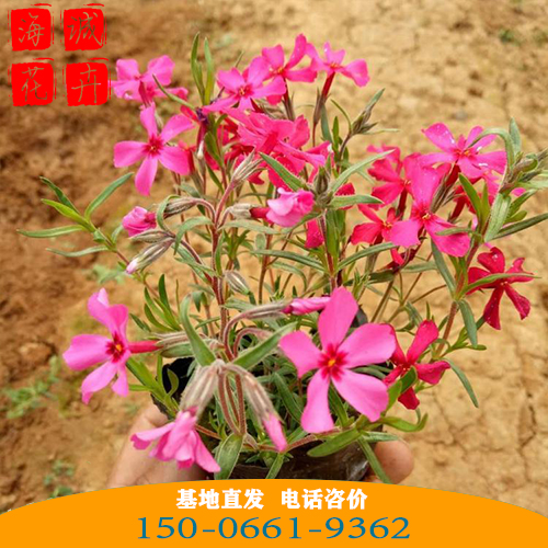 四川福禄考批发芝樱花 青州绿化草花苗木种植基地