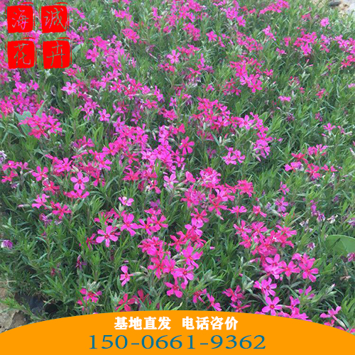 河南福禄考批发芝樱花 青州绿化草花苗木种植基地