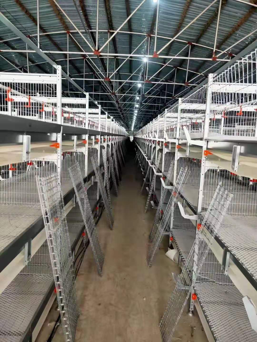 驰通出售  肉鸡养殖鸡笼  全自动养殖设备  易管理