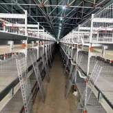 自动养殖鸡笼价格  批发现货  加粗加密鸡笼