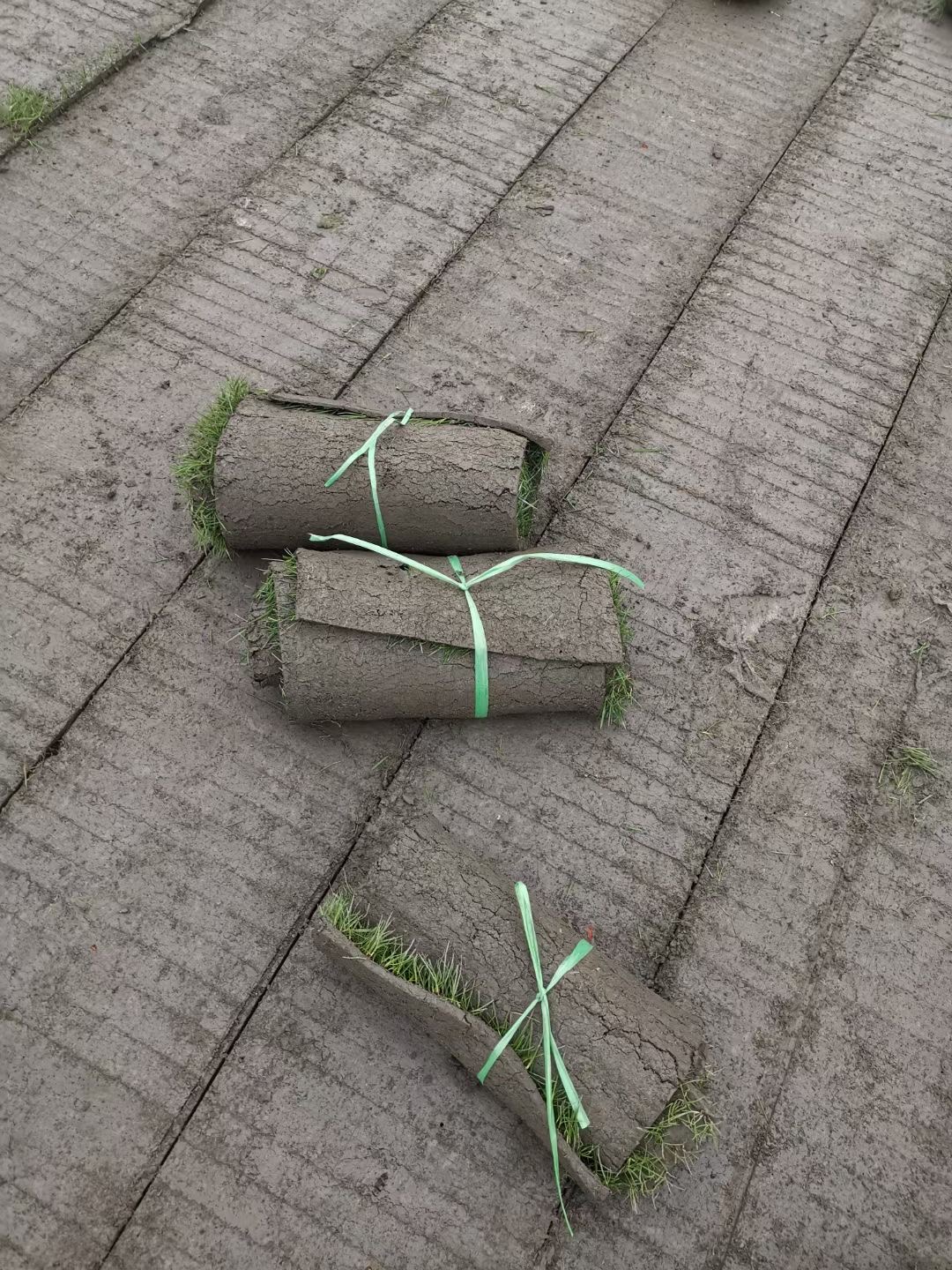 混播草坪成都混播草坪价格   富榛花卉混播草坪