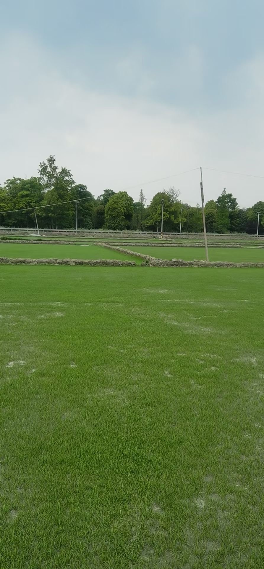 四川成都大量出售混播草坪  成都混播草坪基地 富榛花卉草坪基地