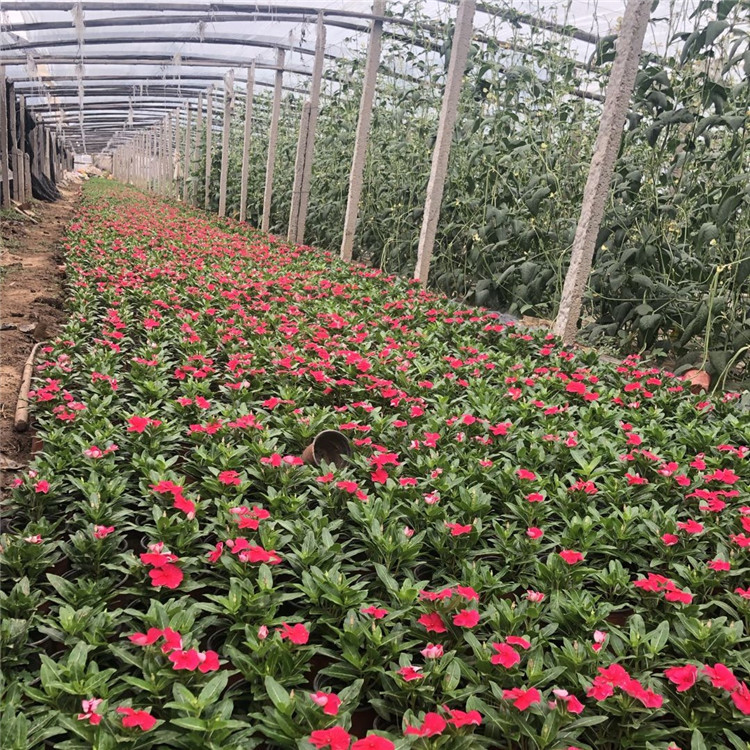 园林花坛植物  长春花报价  岩石园点缀栽植