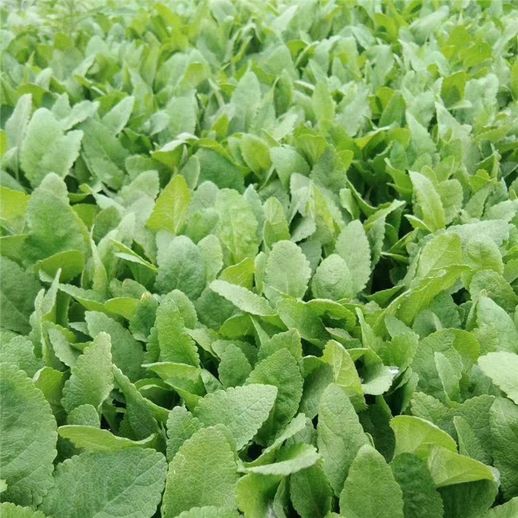 多芽金鸡菊  绿化用金鸡菊  适应能力好