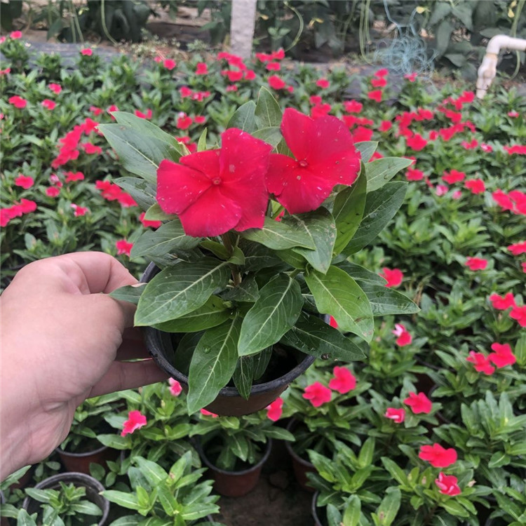 长春花出售  天天开花苗  多用作花境前景或中景栽植