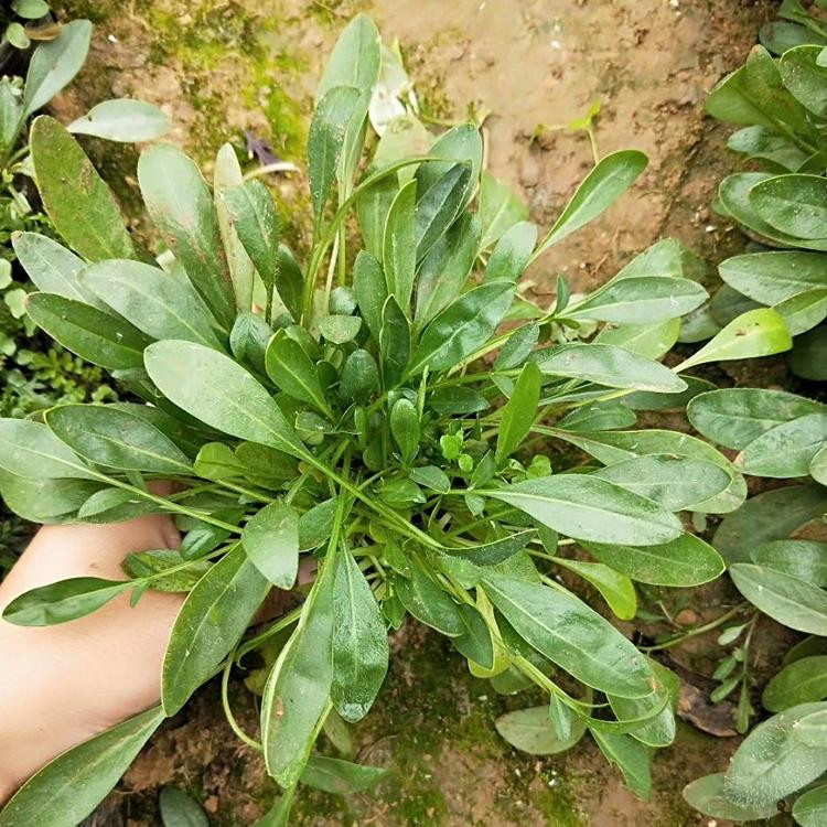 大量供应金鸡菊  金鸡菊行情  花大色艳，常开不绝