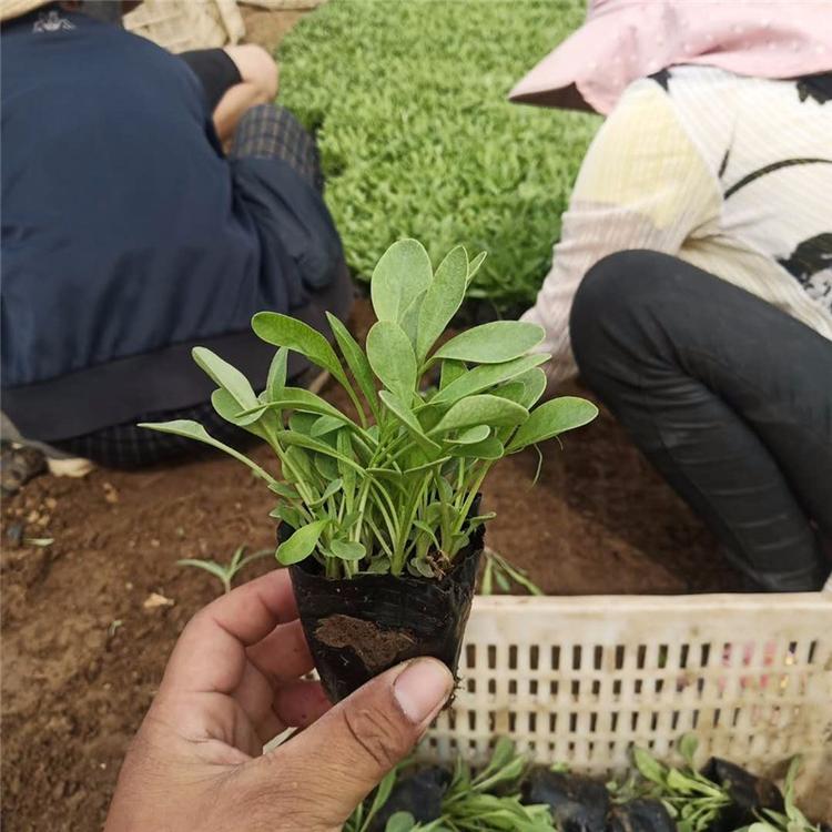 铭雅  金鸡菊价格  花朵繁盛鲜艳，冬叶长绿